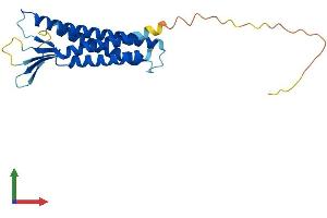 AlphaFold protein structure predicition of Mouse Recombinant Cldn15 Protein, UniprotID Q9Z0S5