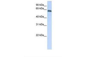 Image no. 1 for anti-Zinc Finger Protein 131 (ZNF131) (AA 110-159) antibody (ABIN6738377) (ZNF131 anticorps  (AA 110-159))