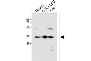 All lanes : Anti-MTNR1A Antibody (Center) at 1:500 dilution Lane 1: HepG2 whole cell lysate Lane 2: CCRF-CEM whole cell lysate Lane 3: Hela whole cell lysate Lysates/proteins at 20 μg per lane.