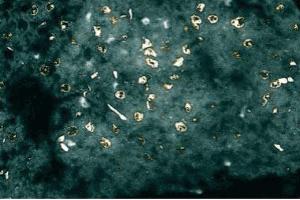 Immunofluorescent staining of Rabbit Liver tissue with anti-XIAP