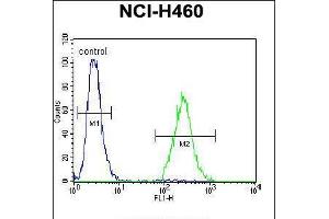 Flow cytometric analysis of NCI-H460 cells (right histogram) compared to a negative control cell (left histogram). (CCDC54 anticorps  (AA 91-119))
