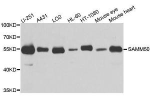 Western blot analysis of extracts of various cell lines, using SAMM50 antibody. (SAMM50 anticorps  (AA 1-220))