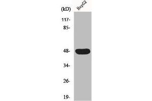 Western Blot analysis of HepG2 cells using IGSF4D Polyclonal Antibody (CADM2 anticorps  (Internal Region))