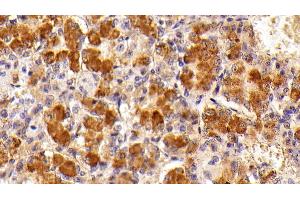 Detection of FSHb in Porcine Pituitary Tissue using Polyclonal Antibody to Follicle Stimulating Hormone Beta (FSHb) (FSHB anticorps  (AA 21-130))