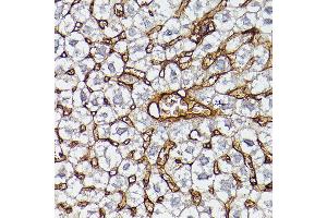 Immunohistochemistry of paraffin-embedded mouse liver using  Rabbit pAb (ABIN3021494, ABIN3021495, ABIN3021496 and ABIN6215152) at dilution of 1:25 (40x lens). (APOA1 anticorps  (AA 20-267))