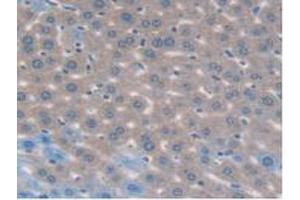 IHC-P analysis of Mouse Liver Tissue, with DAB staining. (MAPK7 anticorps  (AA 185-419))