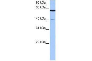 APPBP2 antibody used at 0. (APPBP2 anticorps)