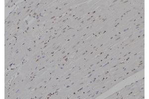 ABIN6277235 at 1/100 staining Rat heart tissue by IHC-P. (PSMA4 anticorps  (N-Term))