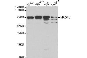 Western blot analysis of extracts of various cell lines, using MAD1L1 antibody (ABIN5970500) at 1/1000 dilution. (MAD1L1 anticorps)