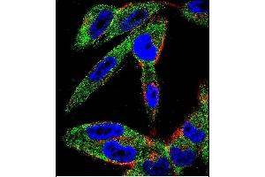 Confocal immunofluorescent analysis of EIF5AL1 Antibody (C-term) (ABIN655925 and ABIN2845320) with  cell followed by Alexa Fluor 488-conjugated goat anti-rabbit lgG (green).
