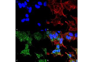 Immunocytochemistry/Immunofluorescence analysis using Rabbit Anti-FIP200 Polyclonal Antibody .