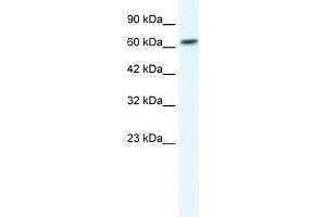 WB Suggested Anti-GABRB2 Antibody Titration:  1. (GABRB2 anticorps  (N-Term))
