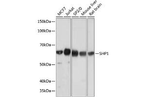 Western blot analysis of extracts of various cell lines, using SHP1 antibody (ABIN7269716) at 1:1000 dilution. (SHP1 anticorps)