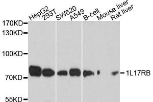Western blot analysis of extracts of various cells, using IL17RB antibody.