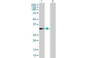 Western Blot analysis of HFE2 expression in transfected 293T cell line by HFE2 MaxPab polyclonal antibody. (HFE2 anticorps  (AA 1-313))