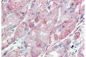 Immunohistochemistry (Formalin/PFA-fixed paraffin-embedded sections) of human stomach tissue with ITGA6 polyclonal antibody . (ITGA6 anticorps  (Internal Region))