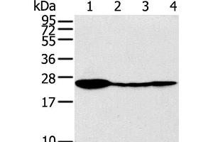 Western Blot analysis of Raji, 231, 293T and A549 cell using TPD52 Polyclonal Antibody at dilution of 1:320 (TPD52 anticorps)