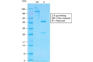 SDS-PAGE Analysis of Purified pan-IgG Rabbit Recombinant Monoclonal Antibody ABIN6383783. (Recombinant IGHG anticorps)