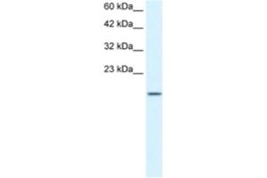 Western Blotting (WB) image for anti-Zinc Finger Protein 7 (ZNF7) antibody (ABIN2460736) (ZNF7 anticorps)