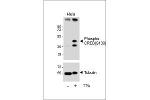 Western blot analysis of lysates from Hela cell line, untreated or treated with T, 200nM, using Phospho-CREB Antibody (upper) or tubulin(lower). (CREB1 anticorps  (pSer133))