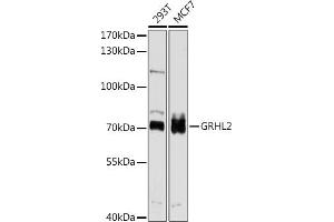 Western blot analysis of extracts of various cell lines, using GRHL2 antibody (ABIN6131917, ABIN6141384, ABIN6141385 and ABIN6214306) at 1:1000 dilution. (GRHL2 anticorps  (AA 80-250))
