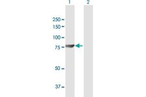 Western Blot analysis of GUCY1A3 expression in transfected 293T cell line by GUCY1A3 MaxPab polyclonal antibody. (GUCY1A1 anticorps  (AA 1-690))