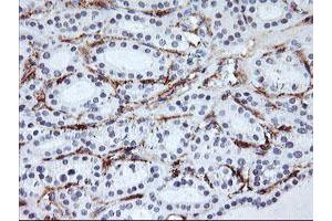 Image no. 5 for anti-Glutamyl Aminopeptidase (Aminopeptidase A) (ENPEP) antibody (ABIN1498029)