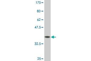 Western Blot detection against Immunogen (36. (DUSP5 anticorps  (AA 286-384))