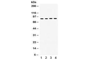 Western blot testing of 1) rat liver, 2) human placenta, 3) human HepG2 and 4) mouse HEPA1-6 lysate with POR antibody. (POR anticorps)