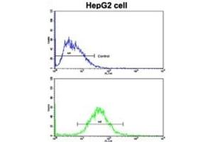 Flow Cytometry (FACS) image for anti-Cyclin A2 (CCNA2) antibody (ABIN3003117) (Cyclin A anticorps)