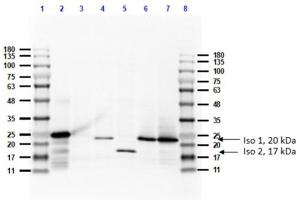 Western blot analysis of Anti-Feimin. (Feimin anticorps)