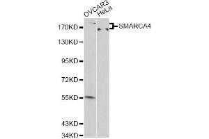 Western blot analysis of extracts of various cell lines, using SMARCA4 antibody (ABIN6290438) at 1:500 dilution. (SMARCA4 anticorps)