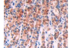 IHC-P analysis of Rat Stomach Tissue, with DAB staining. (IL1R1 anticorps  (AA 119-217))