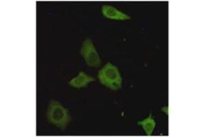 Immunocytochemistry staining of HeLa cells fixed with 4 % Paraformaldehyde and using TORC1 mouse mAb (dilution 1:200). (CRTC1 anticorps)