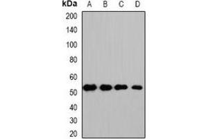 Western blot analysis of HS1BP3 expression in HepG2 (A), mouse kidney (B), mouse heart (C), rat liver (D) whole cell lysates. (HS1BP3 anticorps)