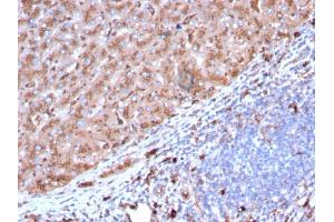 Formalin-fixed, paraffin-embedded human Liver stained with Cathepsin D Mouse Monoclonal Antibody (CTSD/3082). (Cathepsin D anticorps  (AA 104-250))