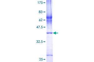 Image no. 1 for Cytochrome C Oxidase Subunit VIIa Polypeptide 2 Like (COX7A2L) (AA 1-114) protein (GST tag) (ABIN1350152)