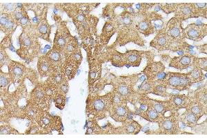 Immunohistochemistry of paraffin-embedded Mouse liver using NUBP1 Polyclonal Antibody at dilution of 1:100 (40x lens).