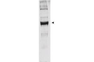 Western blot analysis is shown using  anti-bovine glutamate dehydrogenase antibody to detect the enzyme from bovine liver preparations. (GLUD1 anticorps)