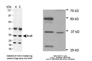 Image no. 3 for anti-Aryl Hydrocarbon Receptor Interacting Protein (AIP) antibody (ABIN363261) (AIP anticorps)
