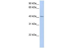 ERLIN1 antibody used at 1 ug/ml to detect target protein. (ERLIN1 anticorps  (N-Term))