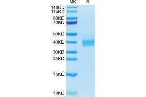 Biotinylated Human PD-L1 on Tris-Bis PAGE under reduced condition.
