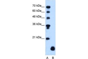 Western Blotting (WB) image for anti-Proteolipid Protein 2 (PLP2) antibody (ABIN2462842) (PLP2 anticorps)