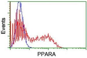 HEK293T cells transfected with either RC216176 overexpress plasmid (Red) or empty vector control plasmid (Blue) were immunostained by anti-PPARA antibody (ABIN2455014), and then analyzed by flow cytometry. (PPARA anticorps  (AA 145-420))