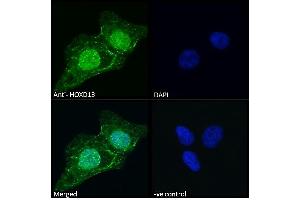 (ABIN6391406) Immunofluorescence analysis of paraformaldehyde fixed U2OS cells, permeabilized with 0.