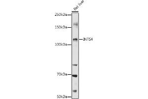 Western blot analysis of extracts of Rat liver, using INTS4 antibody  at 1:1000 dilution. (INTS4 anticorps  (AA 1-270))
