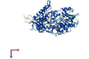 AlphaFold protein structure predicition of Human Recombinant PYROXD2 Protein, UniprotID Q8N2H3