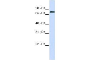 ZNF714 antibody used at 0. (ZNF714 anticorps  (N-Term))