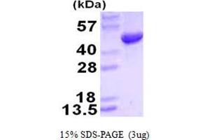 SDS-PAGE (SDS) image for Hydroxymethylbilane Synthase (HMBS) (AA 1-361) protein (His tag) (ABIN667690)