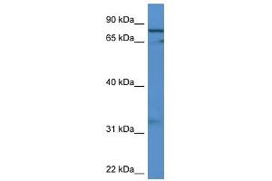 Western Blot showing GFM2 antibody used at a concentration of 1-2 ug/ml to detect its target protein. (GFM2 anticorps  (C-Term))